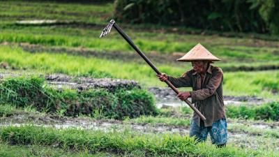 A farmer in Asia, shown working in a field.